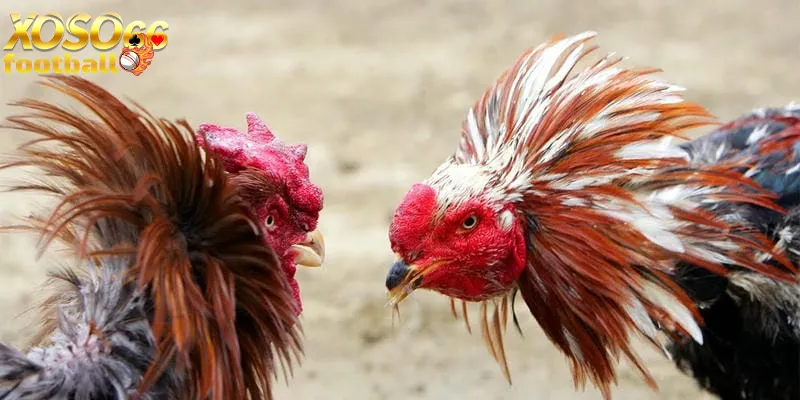 Đá gà Xoso66 toàn cảnh hướng dẫn chi tiết 3 Mẹo chơi đá gà Xoso66 hiệu quả & quản lý vốn