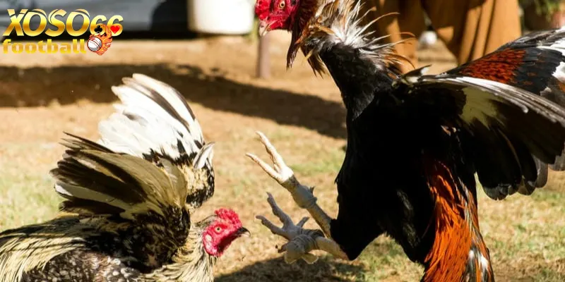 Đá gà Xoso66 toàn cảnh hướng dẫn chi tiết 2 Các thể loại & thể thức cá cược đá gà Xoso66