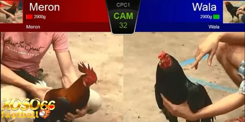 Đá gà Xoso66 toàn cảnh hướng dẫn chi tiết 1 Đá gà Xoso66 toàn cảnh hướng dẫn chi tiết